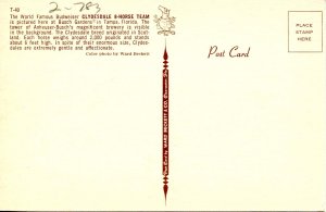 Advertising - Budweiser Clydesdales