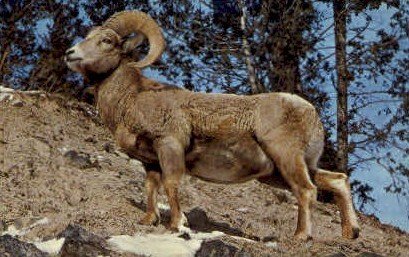 Rocky Mountain Big Horn Sheep in Misc, Montana