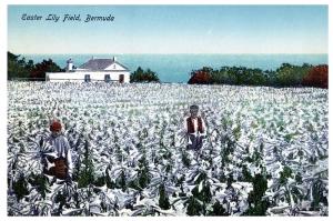 Easter Lily Field, Bermuda # 13 The Herrington Co. c11