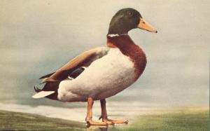 Male Mallard Duck - Anas Platyrhynchos - Bird
