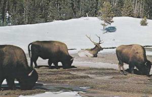 Buffalo and Elk Grazing Yellowstone National Park WY Wyoming