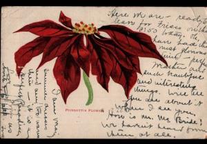Los Angeles CA to Sacramento M. Rieder Poinsettia Flower Hurst 1906 Postcard B05