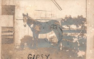Postcard 1907  Real Photo Portrait of Gypsy Brown Horse Animal Barn TX RPPC
