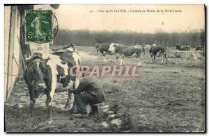 Old Postcard Horse Horses Equestrian St Cloud Dairy Park Stud Yellow Door Cow...