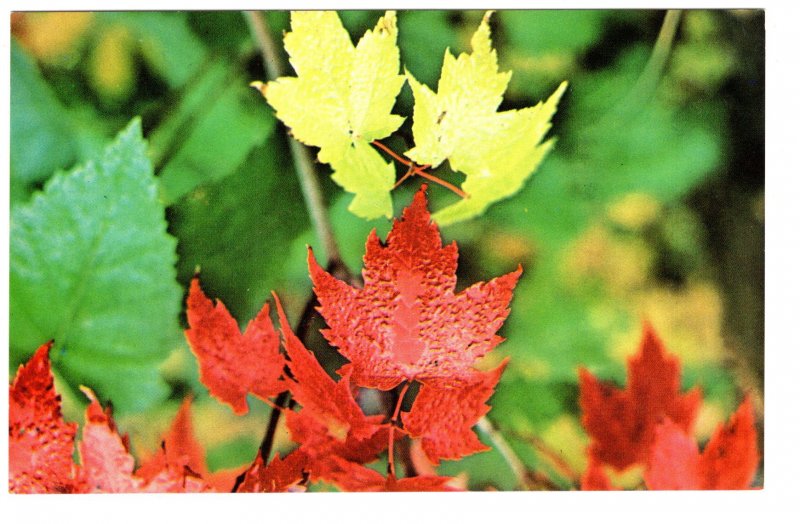 Maple Leaf, Emblem of Canada, Autumn