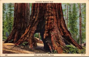 Vtg California CA Ohio & Haverford Big Trees Yosemite National Park Postcard