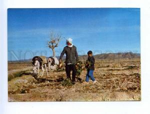 192876 IRAN MESHED Beet planting Ferdows old photo postcard