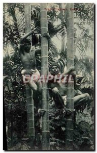 Postcard Old Tree Ctimbers Sri Lankan Ceylon Bamboo