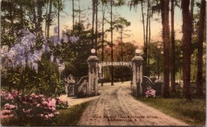 Postcard SC Summerville Pine Forest Inn Entrance Drive - hand colored Albertype