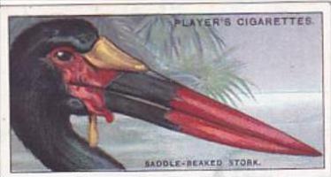 Player Cigarette Card Curious Beaks No 46 Saddle Beaked Stork