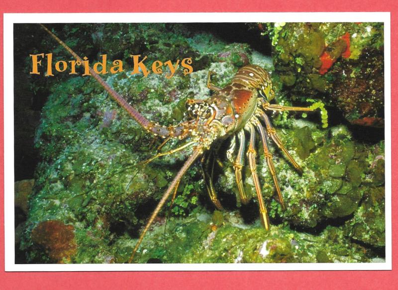 Florida Keys - Florida Spiny Lobster - 2004