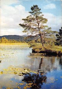 BR91380 water lilies on loch garten inverness shire scotland