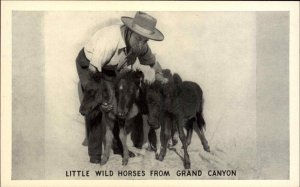 Grand Canyon Arizona AZ Little Wild Horses Miniature Vintage Postcard