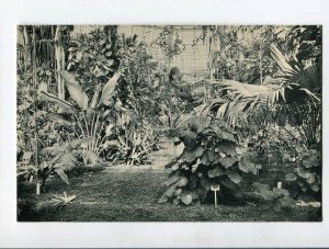 287082 GERMANY BERLIN Dahlem royal botanical garden Vintage postcard