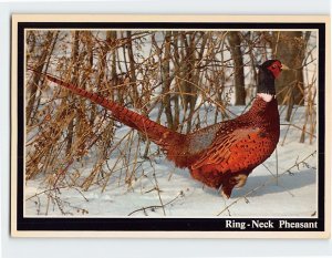 Postcard Ring-Neck Pheasant, South Dakota