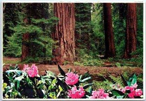 Postcard - The Redwood Highway - California