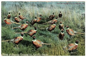 China or Denny Pheasants Pacific Coast  Postcard H.L. Dillaway 1909 1c Stamp