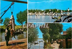 Postcard Modern Tulcea Colony Pelicani Fishing Fish