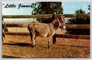 Sweet Burro Little Jimmie Smallest Mule Portsmouth OH Postcard R28