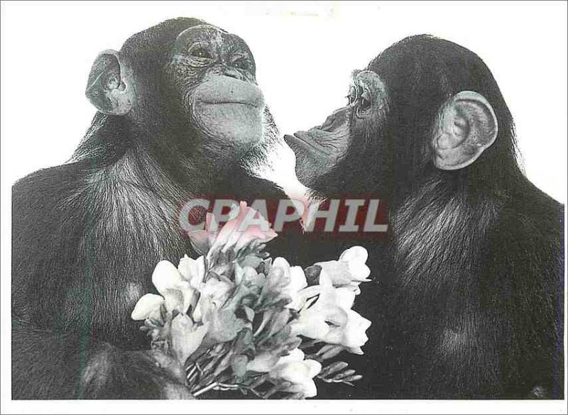 Modern Postcard Say it with flowers Monkeys Chimpanzees