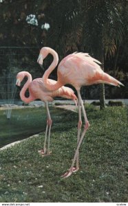 MIAMI , Florida , 1950-60s ; Flamingos