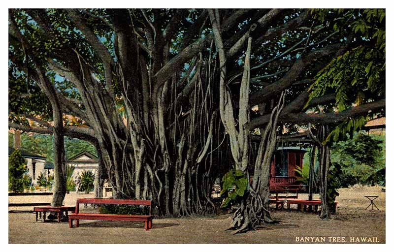 Postcard NATURE SCENE Honolulu Hawaii HI AP6623