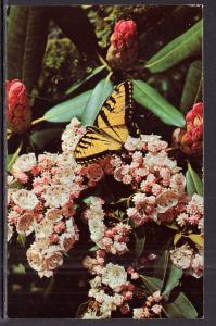 Mountain Laurel and Rhdodendron Flowers BIN