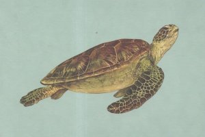 Green Ocean Sea Turtle Reptile Painting Postcard