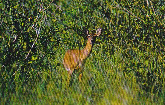 White Tailed Deer Everglades National Park Florida