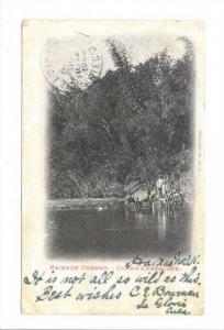 LP135 Cuba , vintage postcard,  Cuban Landscape 1903