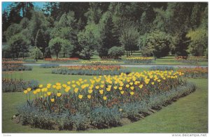 Tulips in Stanley Park, Vancouver, British Columbia, Canada, 40-60s