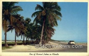 Coconut Palms - Key West, Florida FL