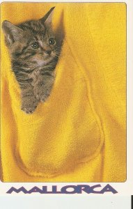 Mallorca. Kitten in a pocket Modern Spanish photo postcard