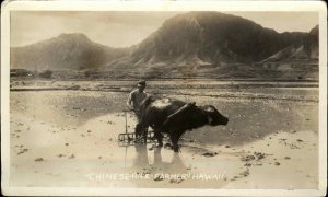 Hawaii Chinese Rice Farmer c1910 Vintage Snapshot Photo Non-Postcard