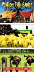 3~4X6 Postcards Holland, MI Michigan VELDHEER TULIP GARDEN Farm~Flowers & BISON