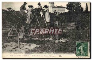 Old Postcard picking flowers & # 39oranger Cote D & # 39Azur