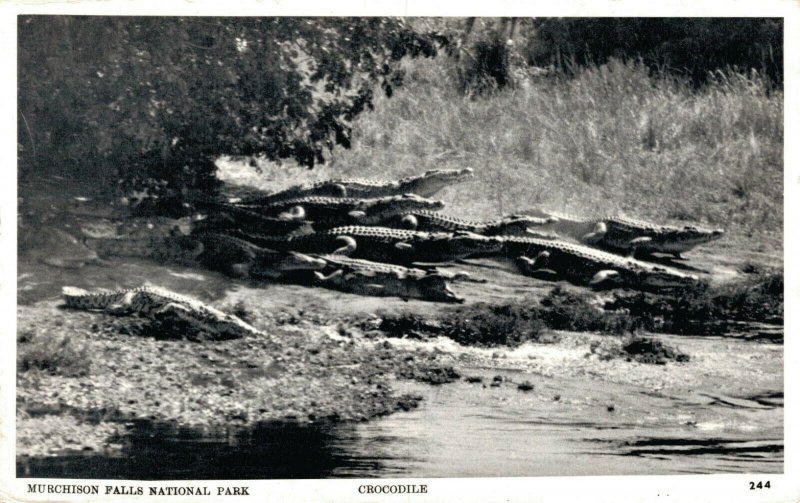 Uganda Crocodile Murchison Falls National Park RPPC 06.19 