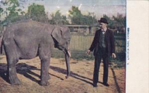 Illinois Chicago Young Elephant Lincoln Park Zoo 1912