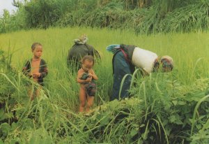 Following Mother To The Field Fruit Picking Workers Vietnam Postcard