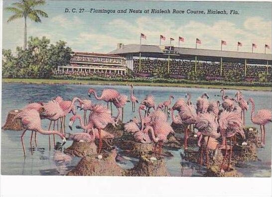 Florida Miami Hialeah Park Flamingos &  Nests