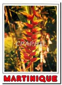 Modern Postcard Once Upon a Time in Martinique Flower Canna