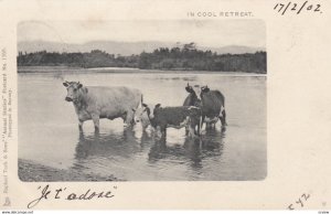 Cows: In Cool Retreat , 1902 ; TUCK 1360