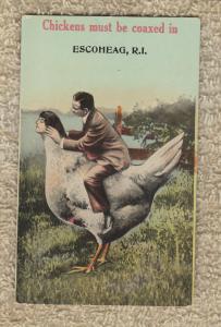 Humorous Chicken And Man Postcard Comic Funny