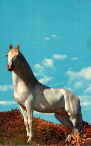 Horses Beautiful White Horse 1965