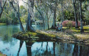 Florida Silver Springs Glass Bottom Boat On Silver River