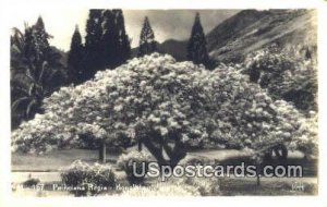 Real Photo Poinciana Regia - Honolulu, Hawaii HI  