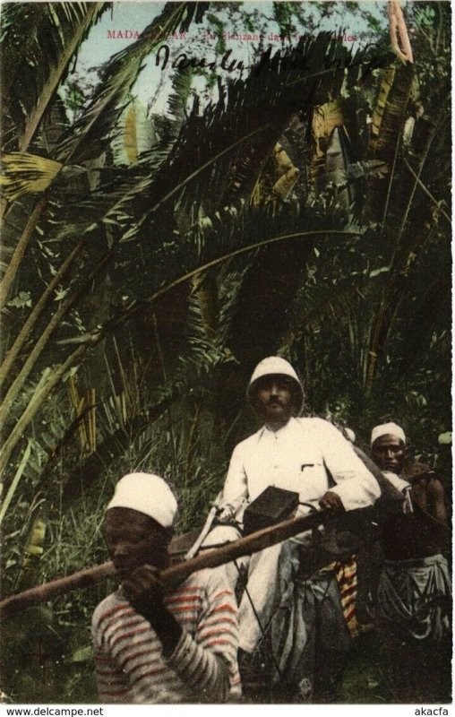 CPA AK En Filanzane dans les ravenales MADAGASCAR (819217)