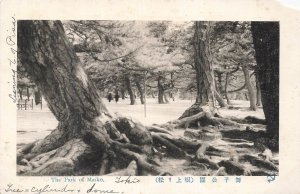 Vintage RPPC Maiko Park Japan Pine Trees Exposed Roots Postcard Tokyo Asia