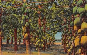 FL, Florida  TROPICAL PAPAYA PLANTATION Farm/Ag  c1940's Curteich Linen Postcard