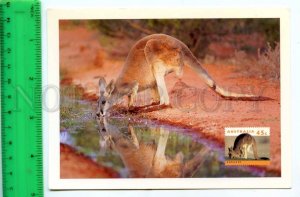 420874 AUSTRALIA kangaroo Pre-paid Postal Stationery postcard